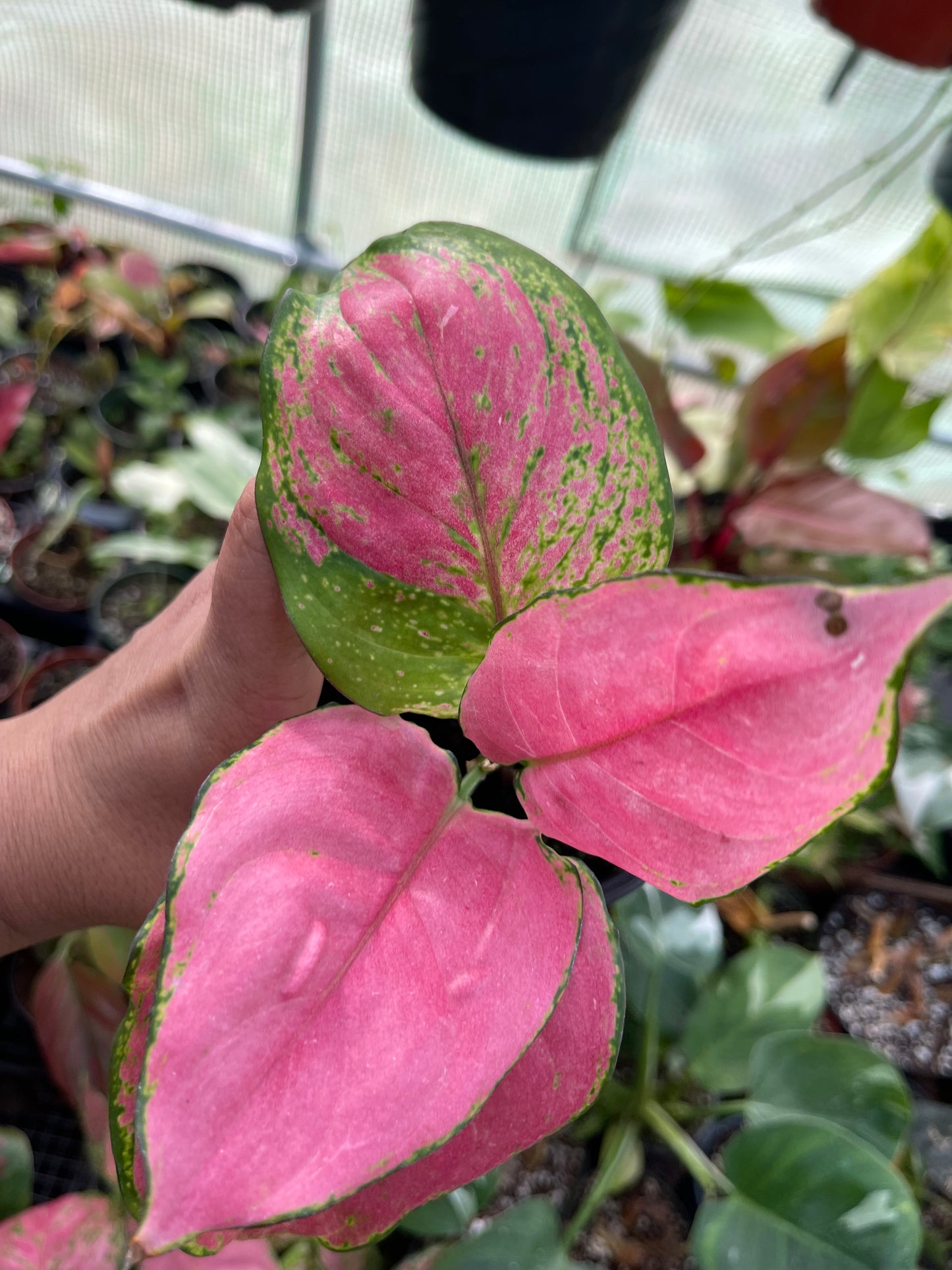 AGLAONEMA LADY PINK