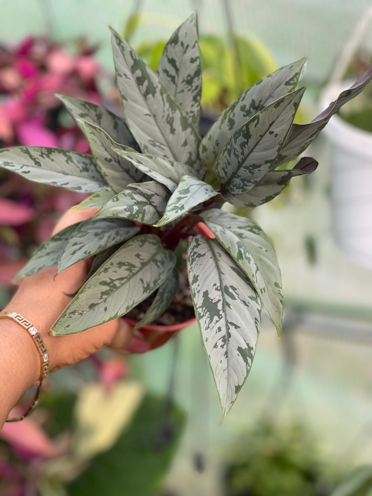 AGLAONEMA SILVER APOBALIS