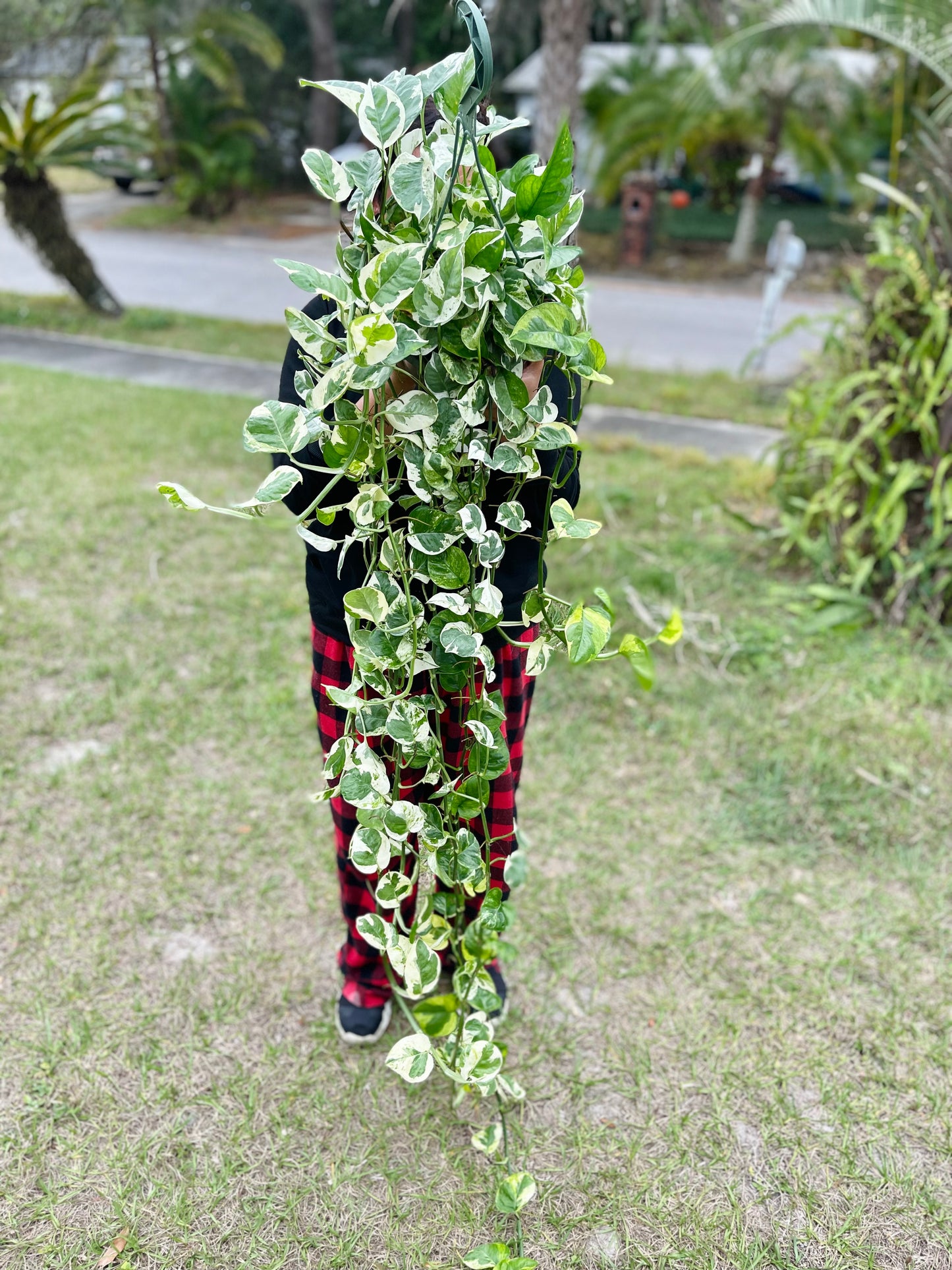 POTHOS NJOY 8”VERY LONG AND FULL POT