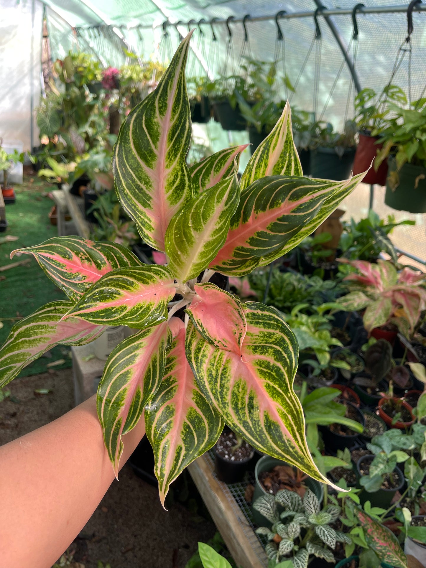 AGLAONEMA PINK PANAMA