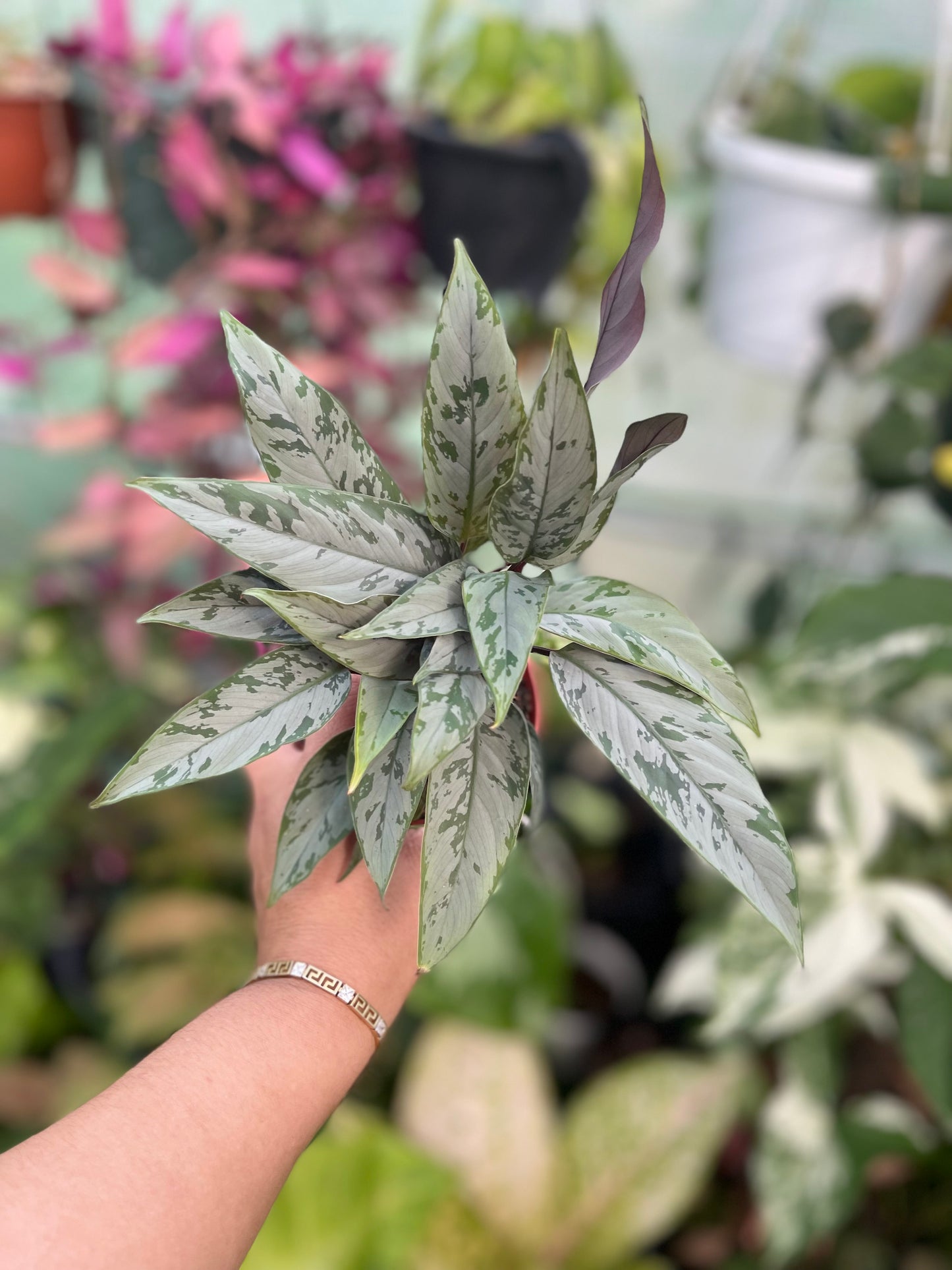 AGLAONEMA SILVER APOBALIS