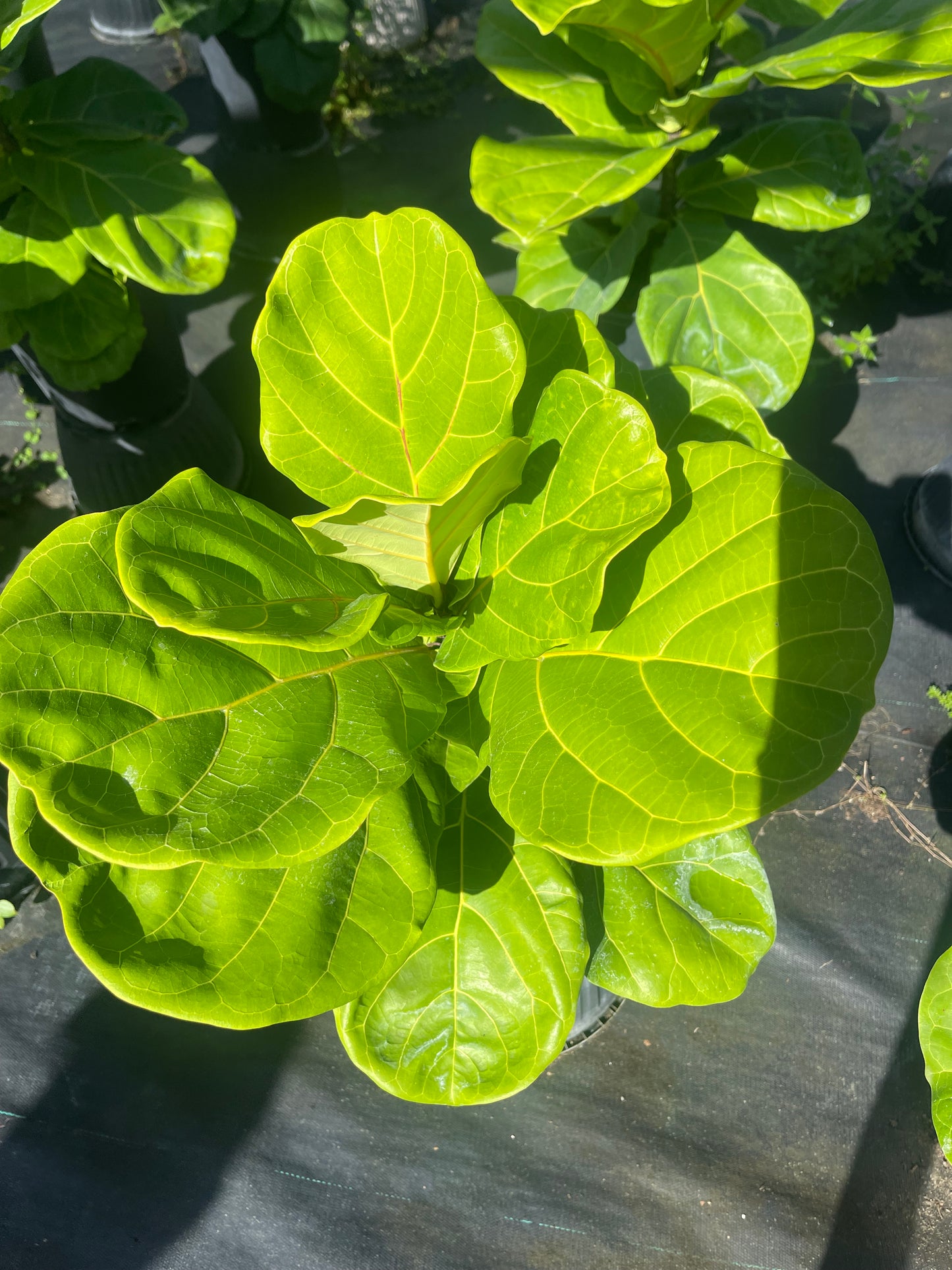 FICUS LYRATA 3 gallons