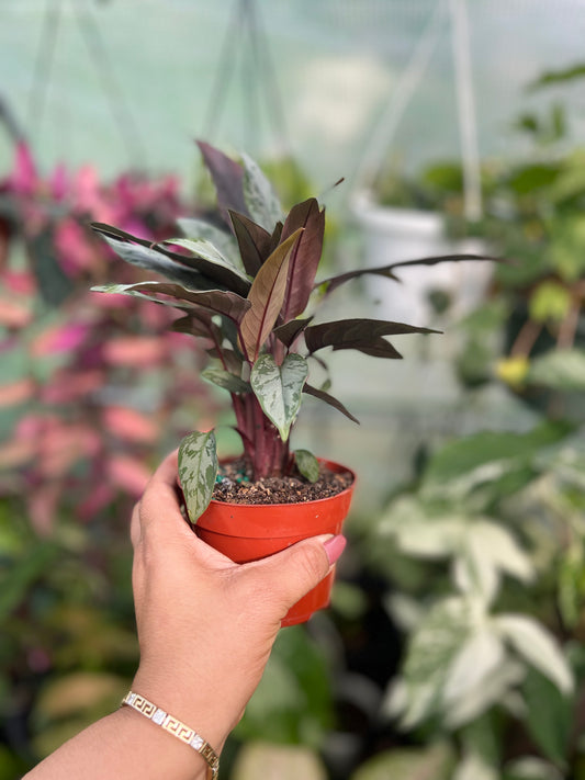 AGLAONEMA SILVER APOBALIS