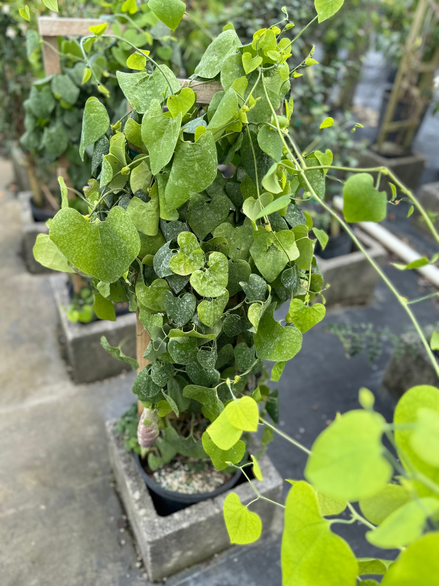 ARISTOCHIA PLANT BEAUTIFUL AND RARE PLANT