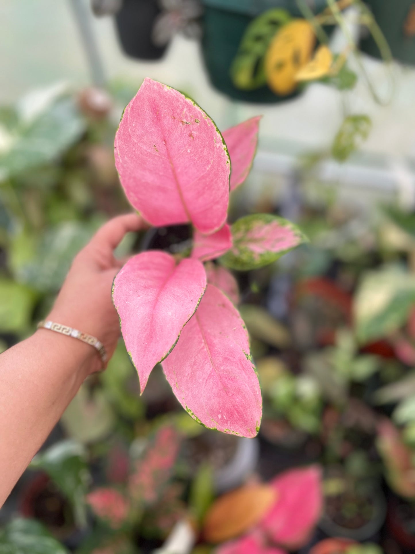 AGLAONEMA LADY PINK