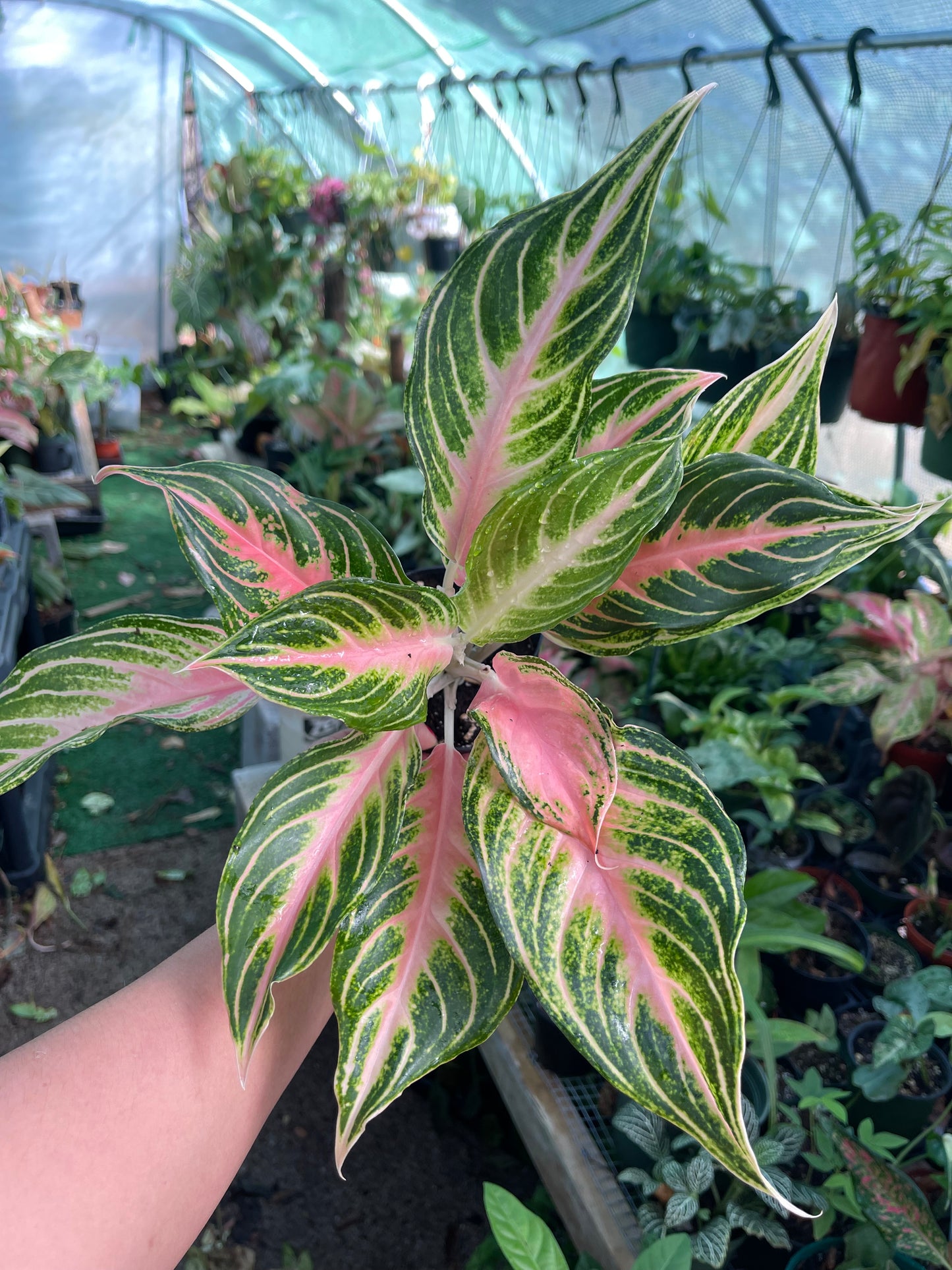 AGLAONEMA PINK PANAMA