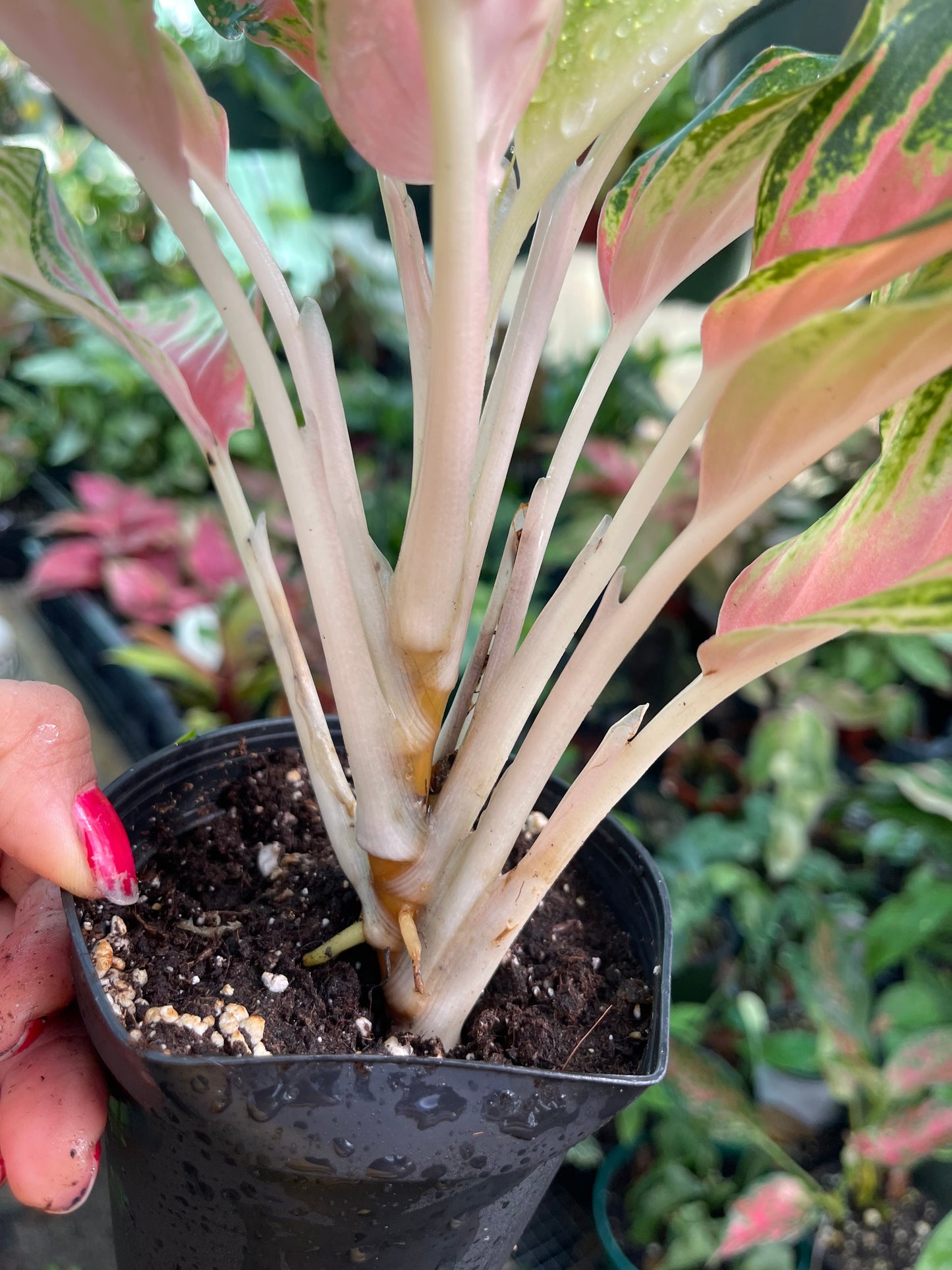 AGLAONEMA PINK PANAMA