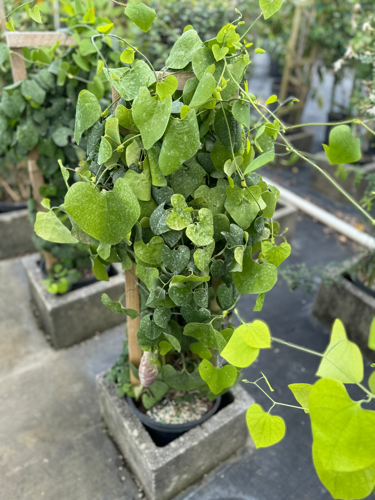 ARISTOCHIA PLANT BEAUTIFUL AND RARE PLANT