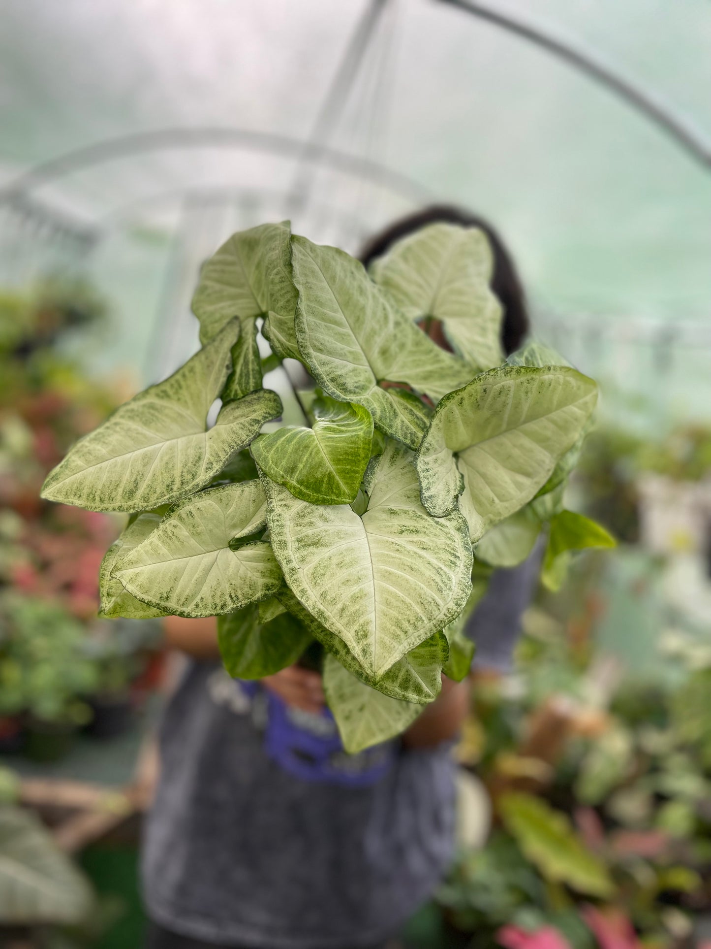 SYNGONIUM WHITE BUTTERFLY 6”