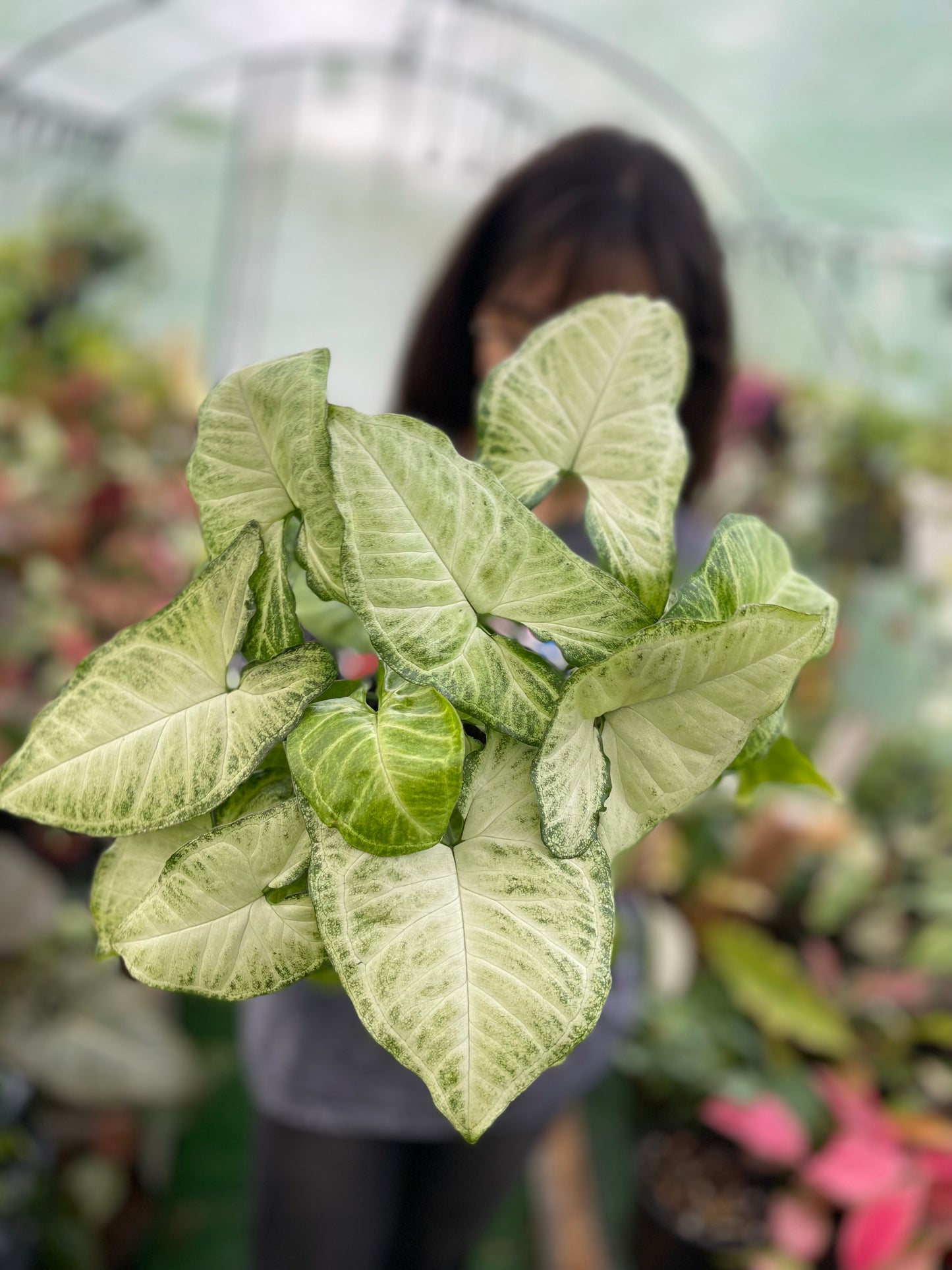 SYNGONIUM WHITE BUTTERFLY 6”