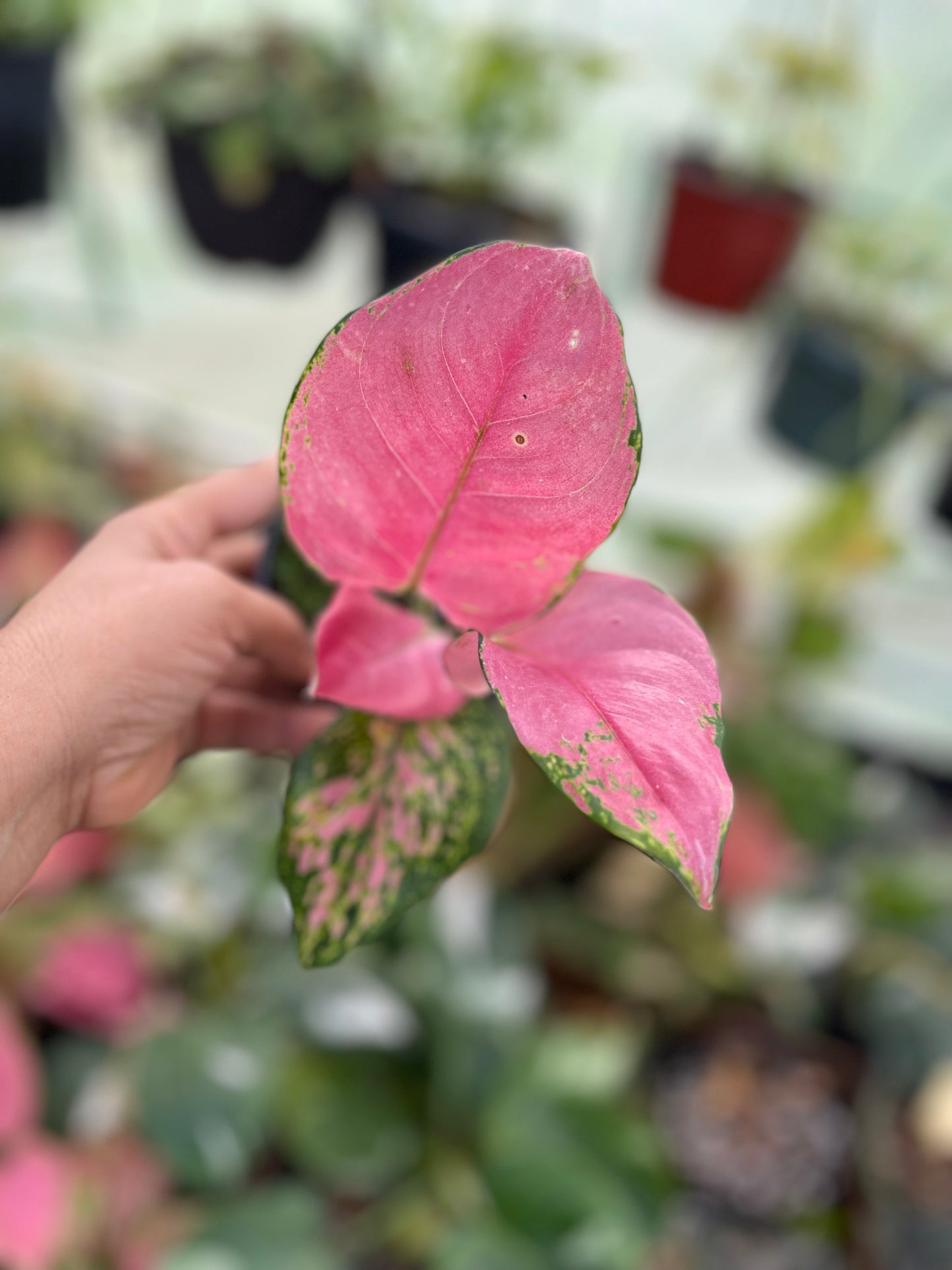 AGLAONEMA LADY PINK