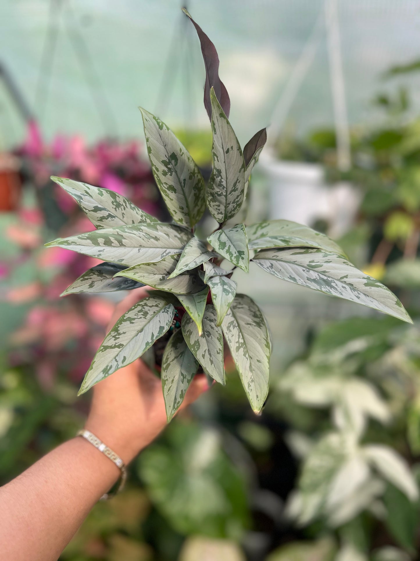 AGLAONEMA SILVER APOBALIS