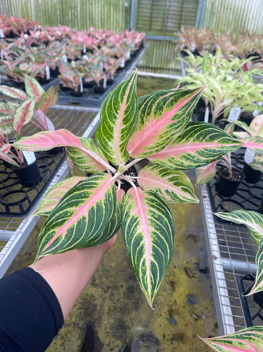 AGLAONEMA PINK PANAMA