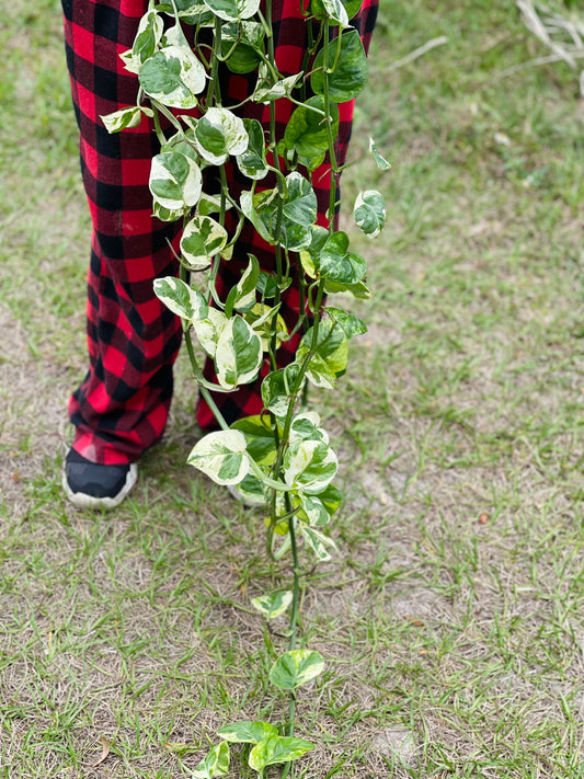 POTHOS NJOY 8”VERY LONG AND FULL POT