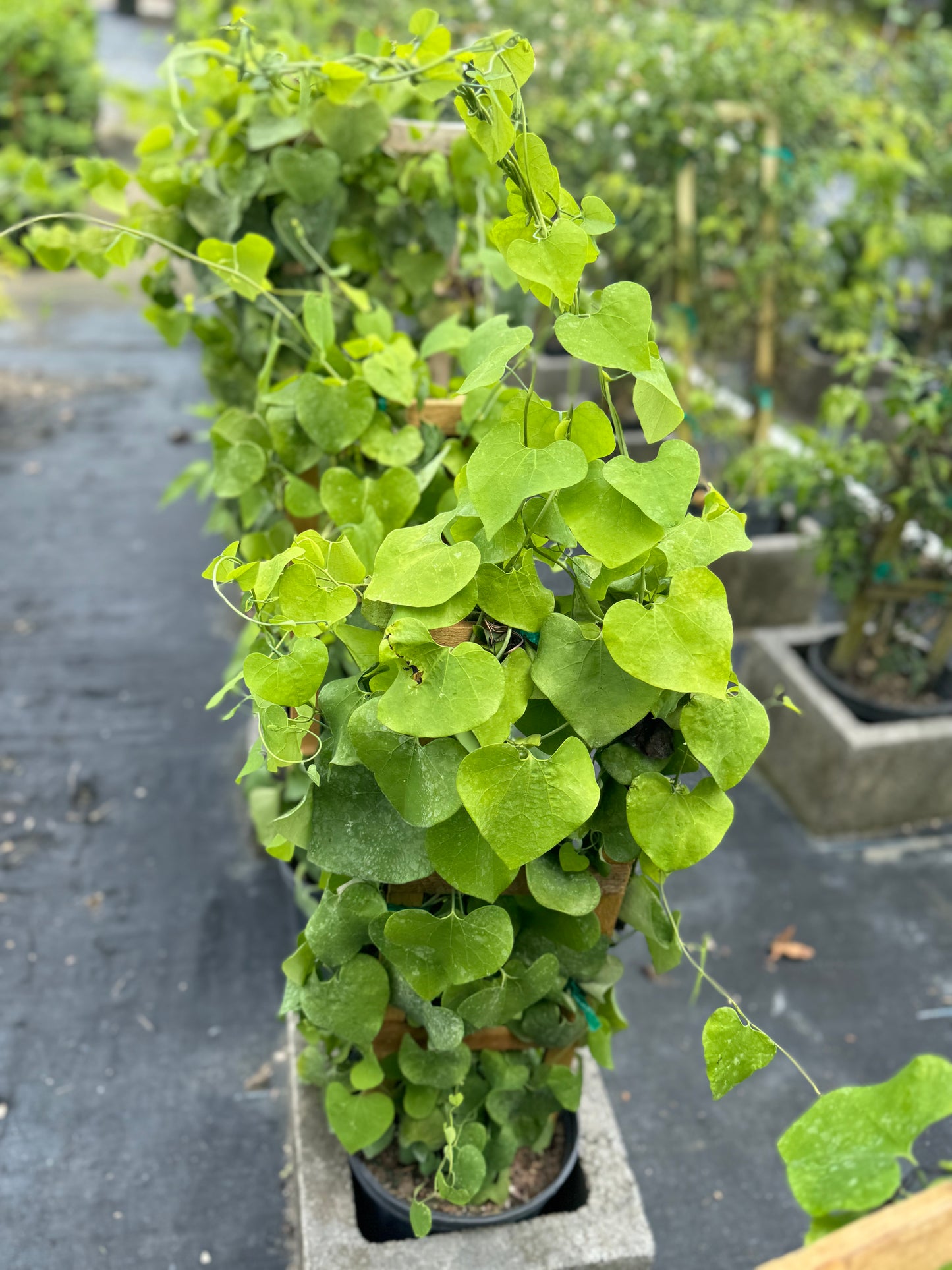 ARISTOCHIA PLANT BEAUTIFUL AND RARE PLANT