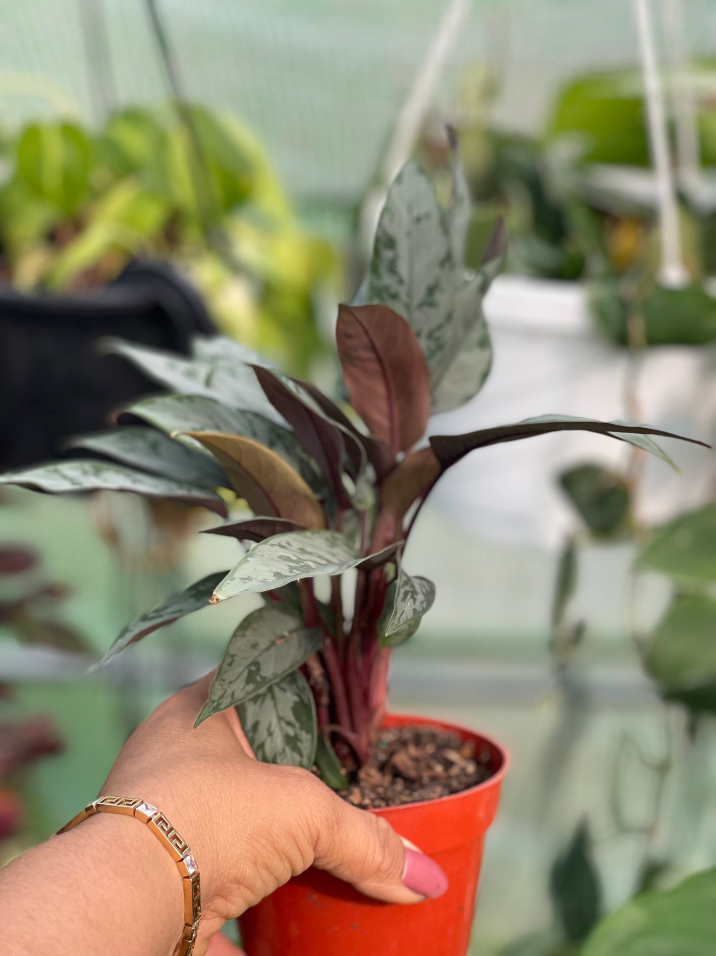 AGLAONEMA SILVER APOBALIS