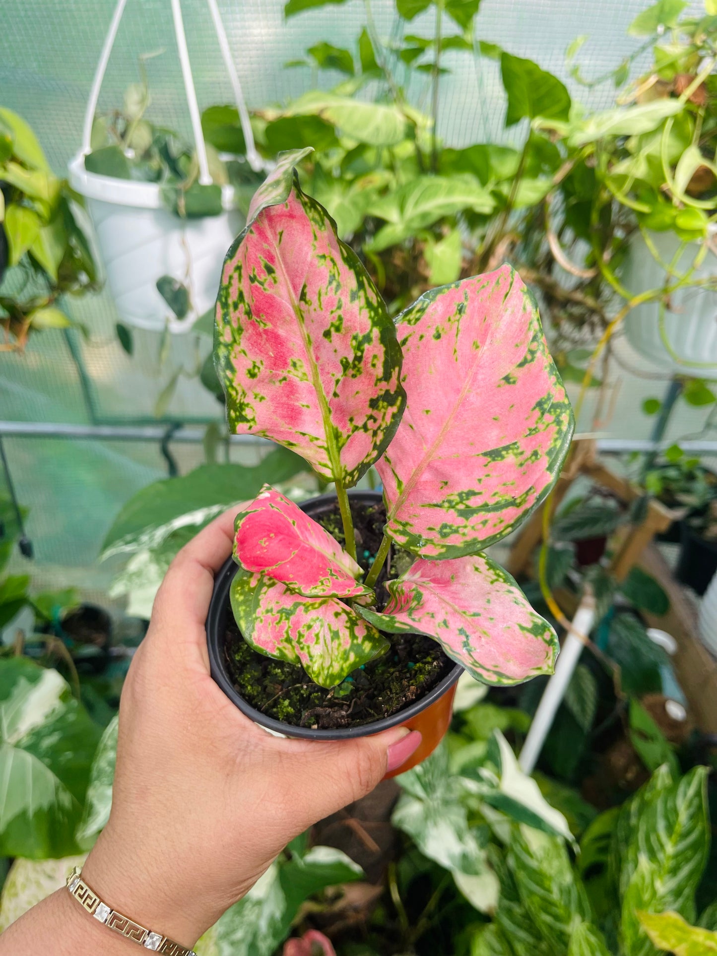 AGLAONEMA LADY PINK