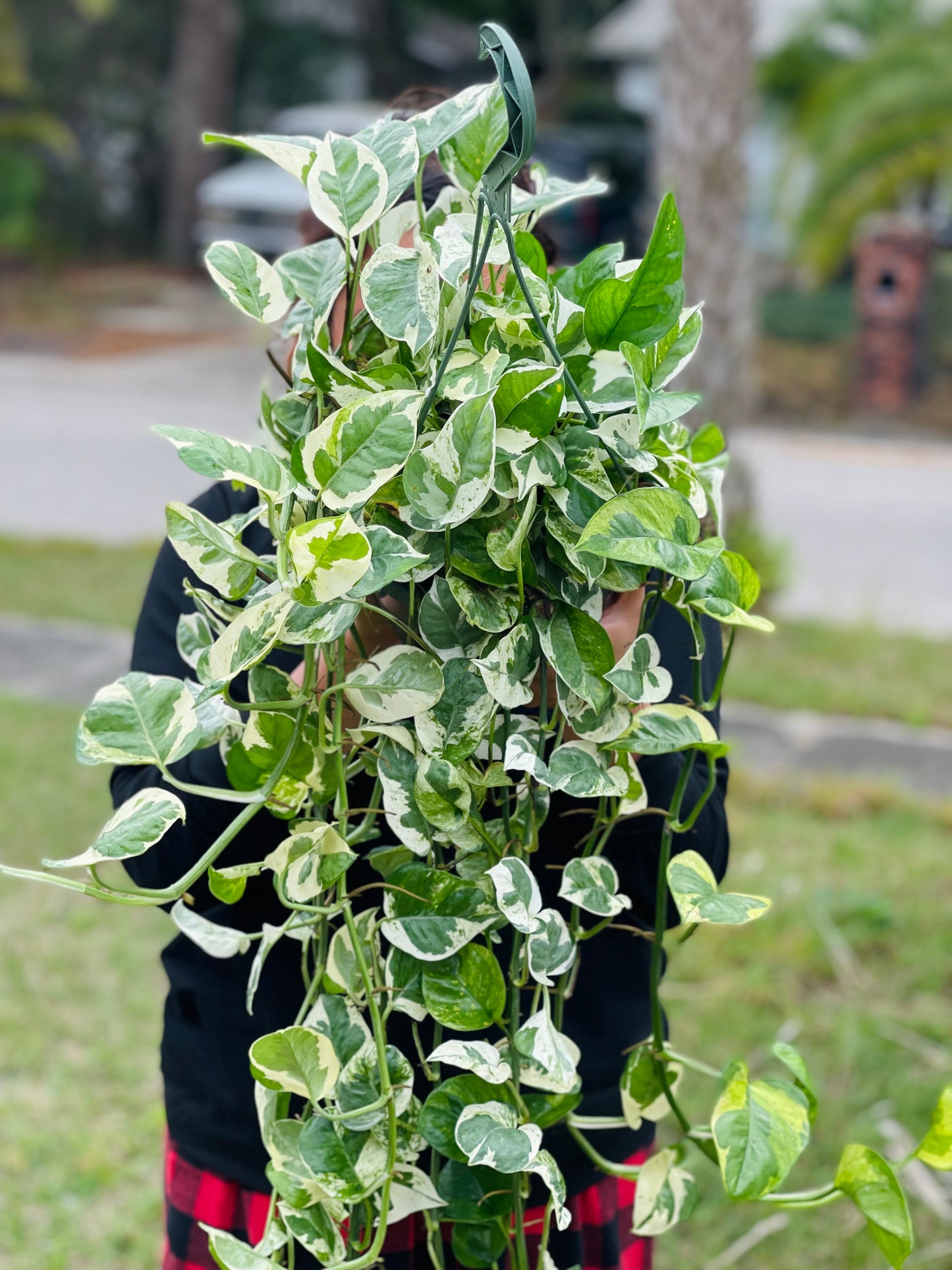 POTHOS NJOY 8”VERY LONG AND FULL POT