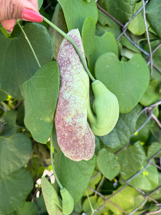 ARISTOCHIA PLANT BEAUTIFUL AND RARE PLANT