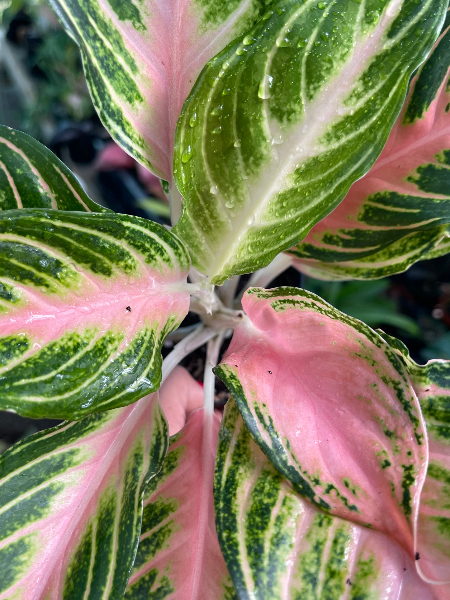 AGLAONEMA PINK PANAMA