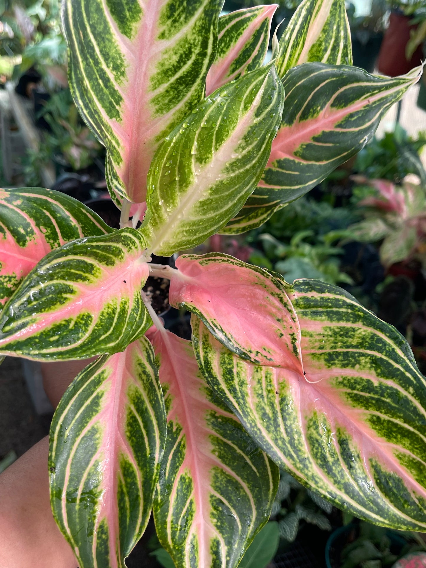 AGLAONEMA PINK PANAMA