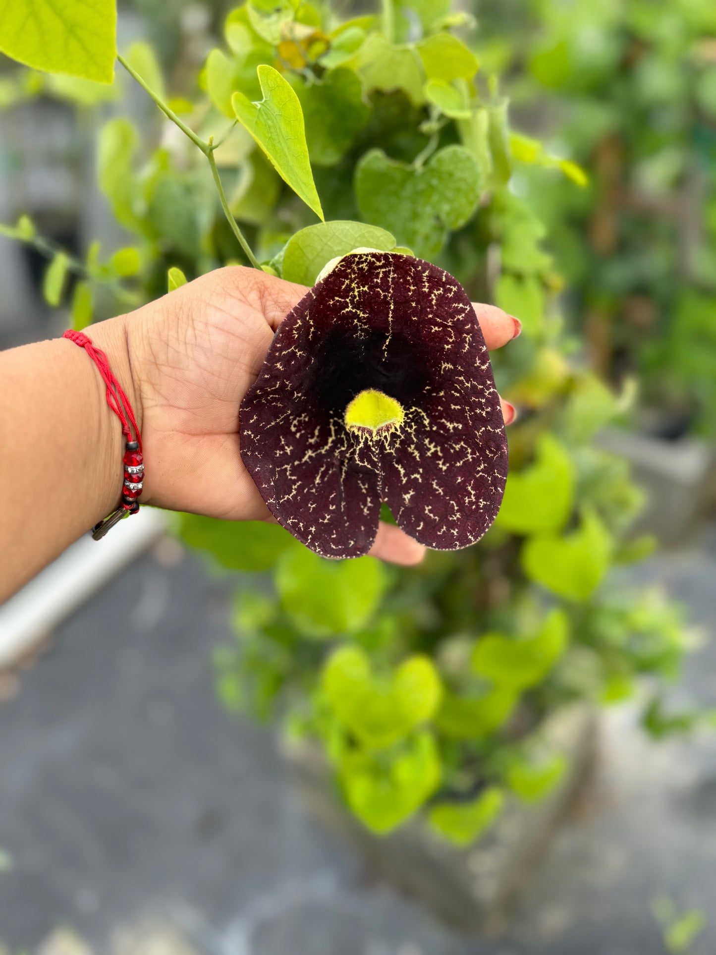 ARISTOCHIA PLANT BEAUTIFUL AND RARE PLANT