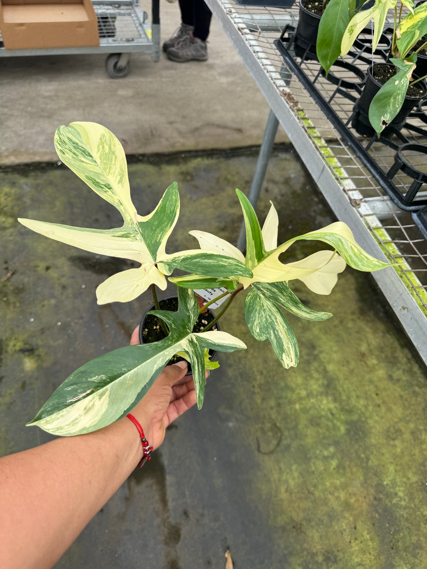 PHILODENDRON FLORIDA BEAUTY 4”