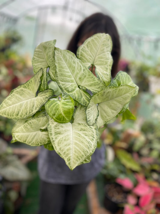 SYNGONIUM WHITE BUTTERFLY 6”