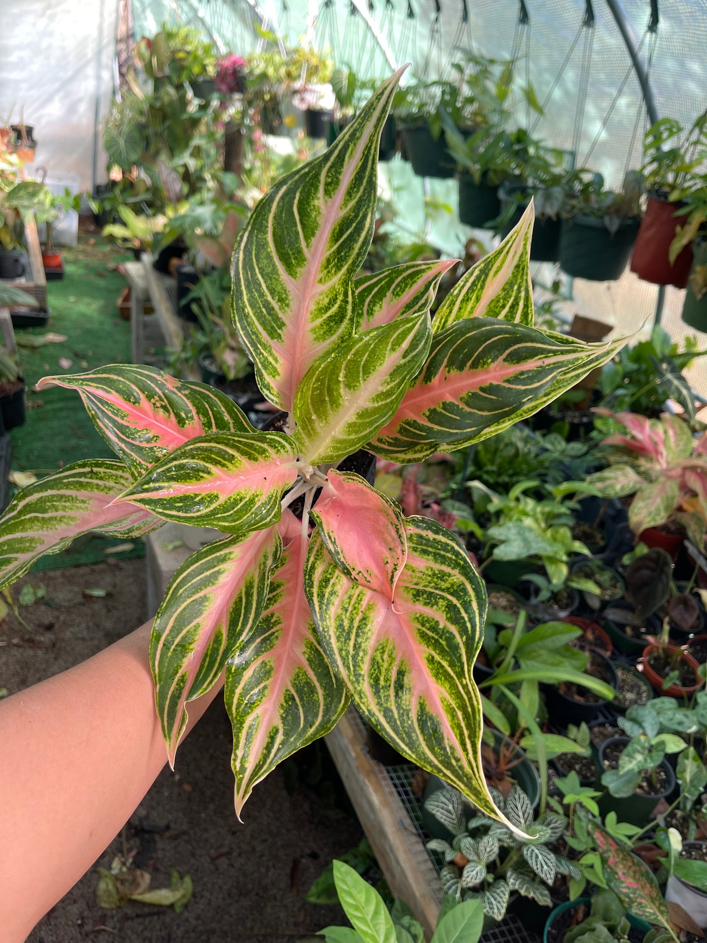 AGLAONEMA PINK PANAMA