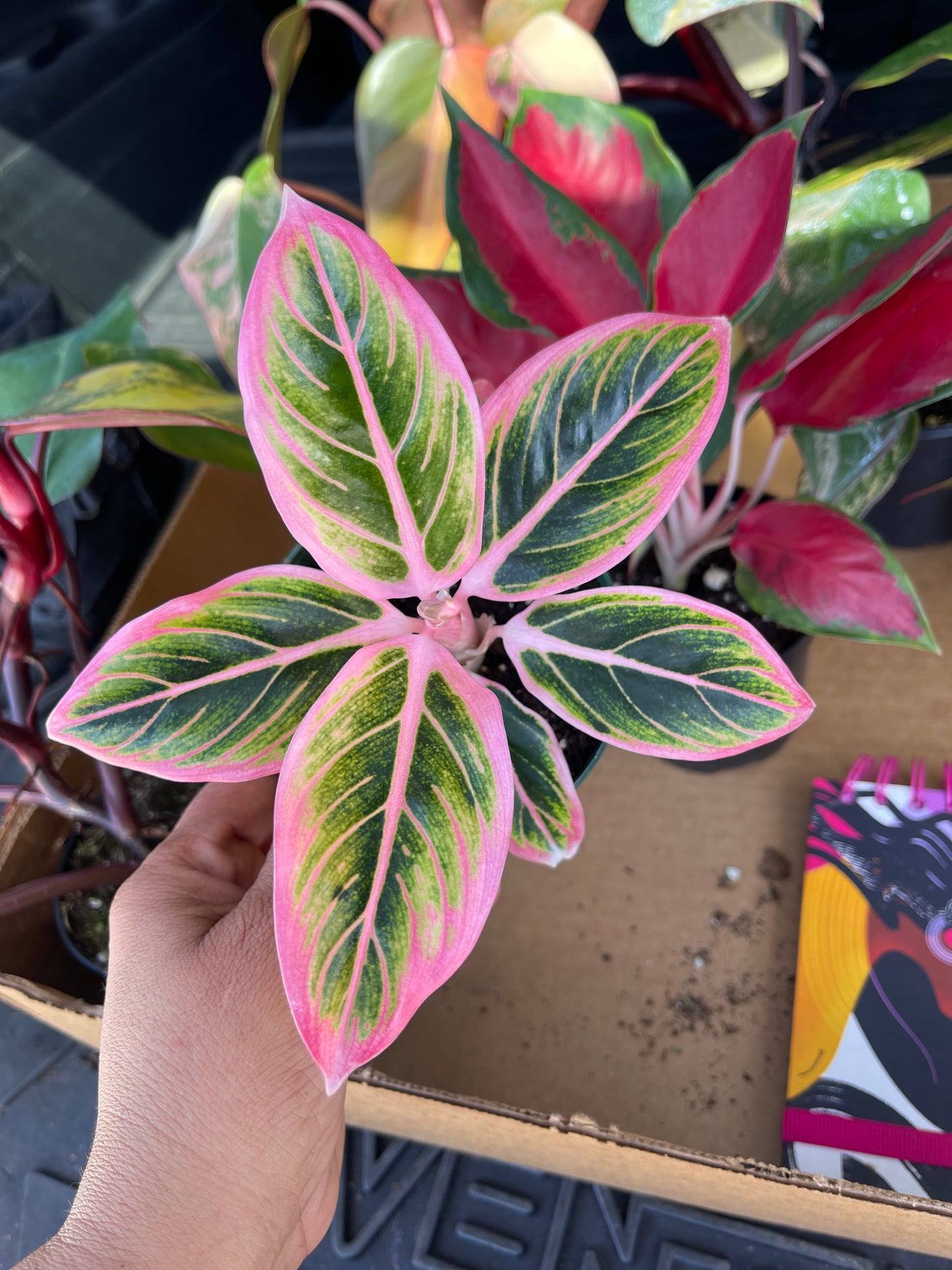 AGLAONEMA LOTUS DELIGHT 4”