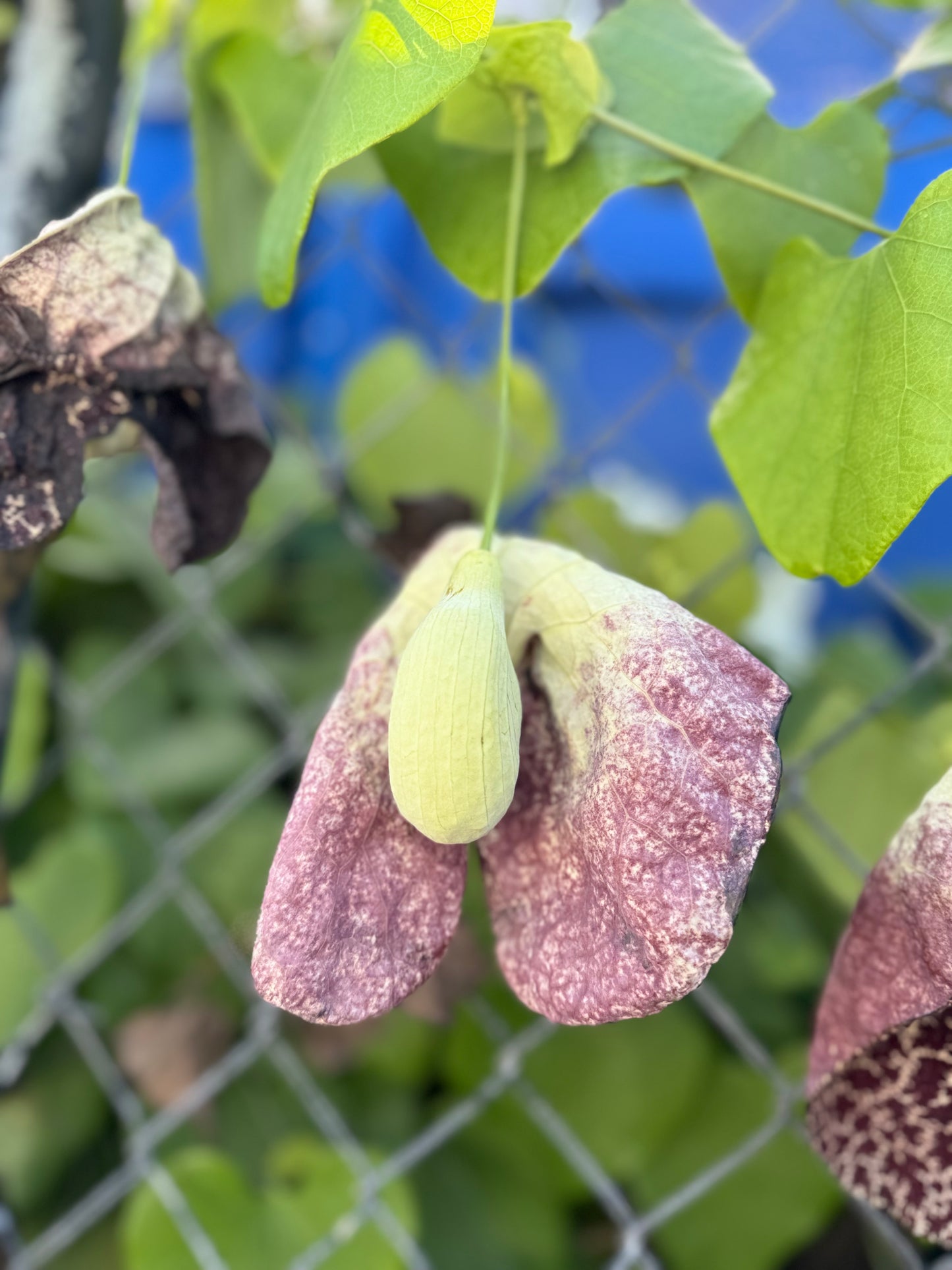 ARISTOCHIA PLANT BEAUTIFUL AND RARE PLANT