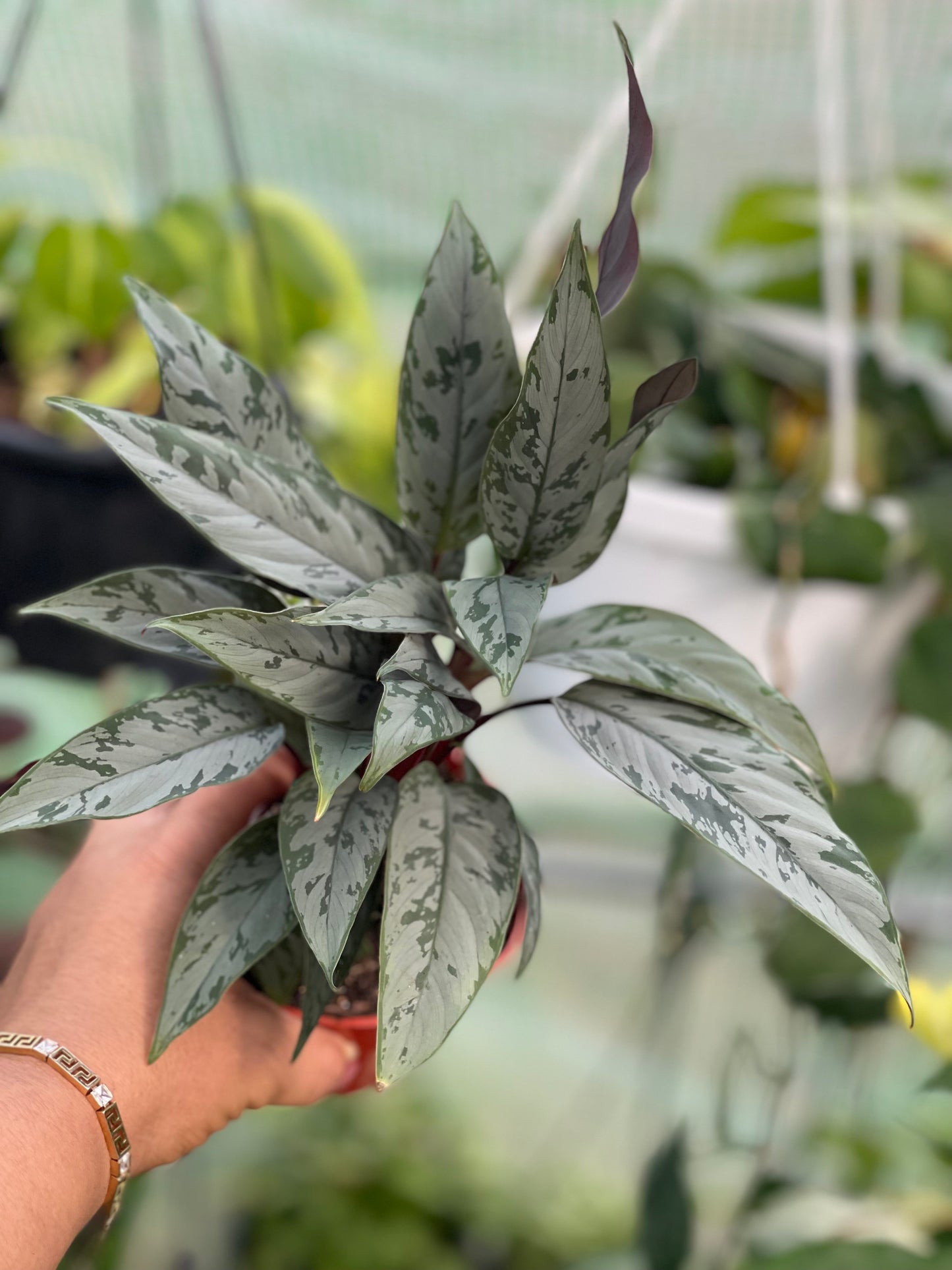 AGLAONEMA SILVER APOBALIS