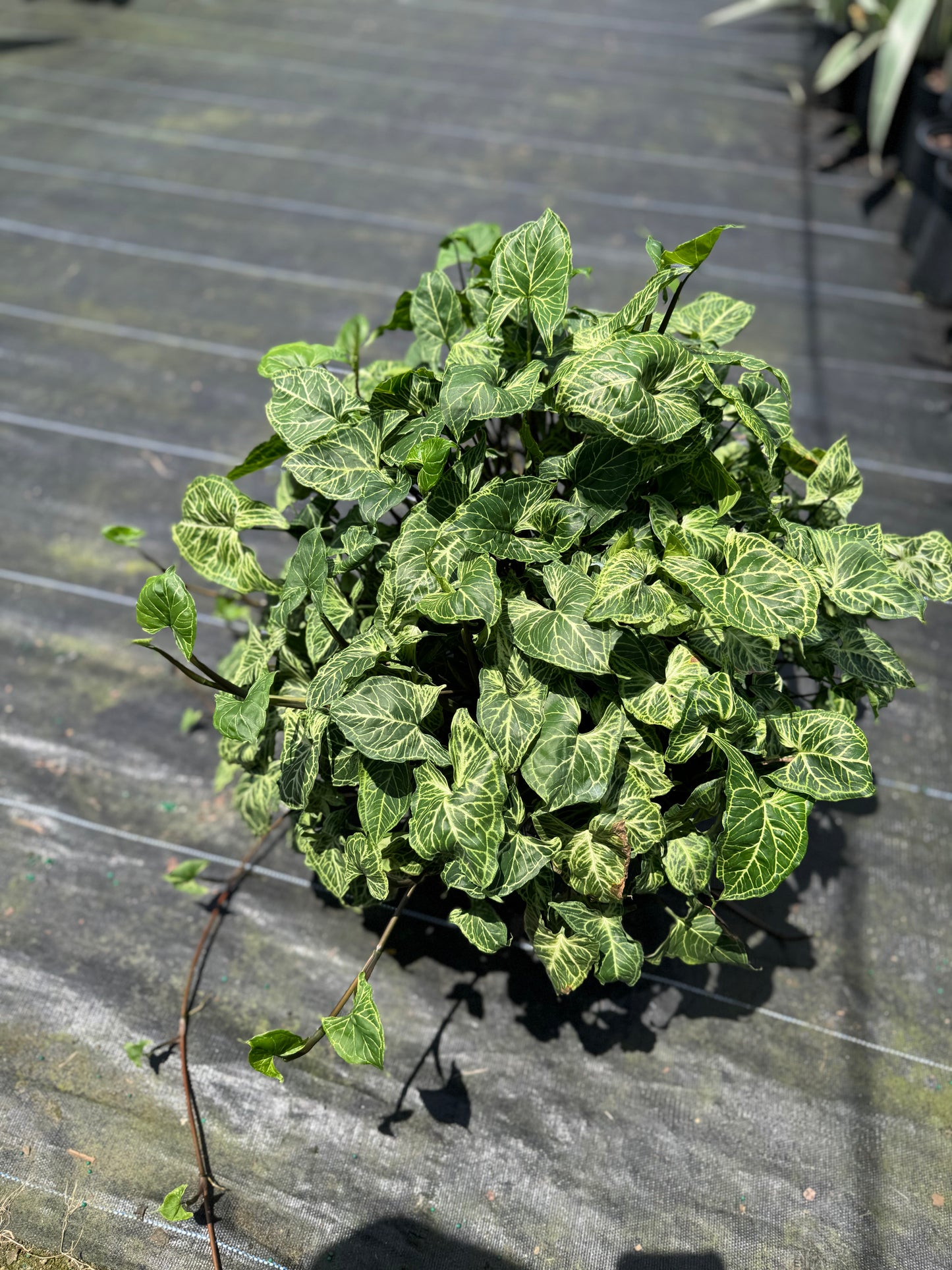 SYNGONIUM BATIK 3 GALLONS