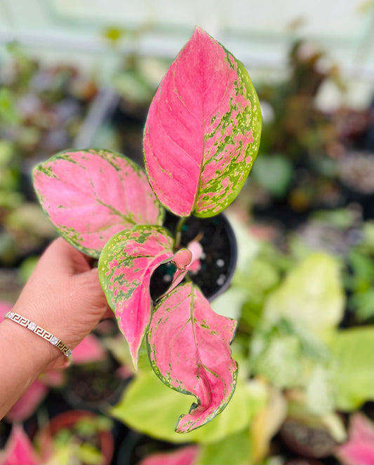 AGLAONEMA LADY PINK