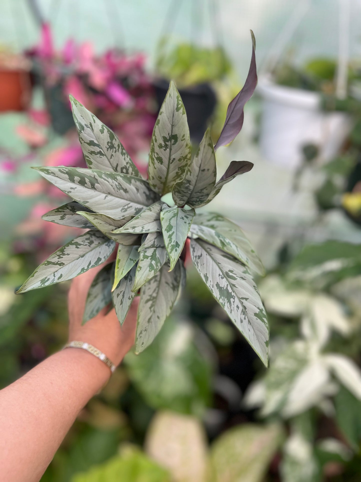 AGLAONEMA SILVER APOBALIS