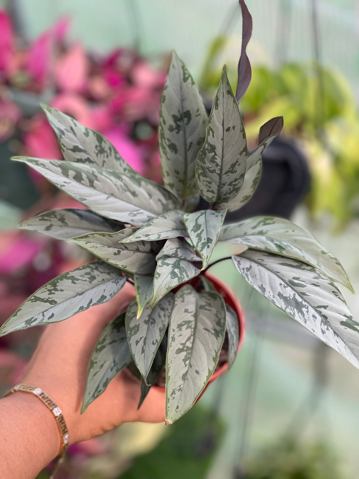 AGLAONEMA SILVER APOBALIS