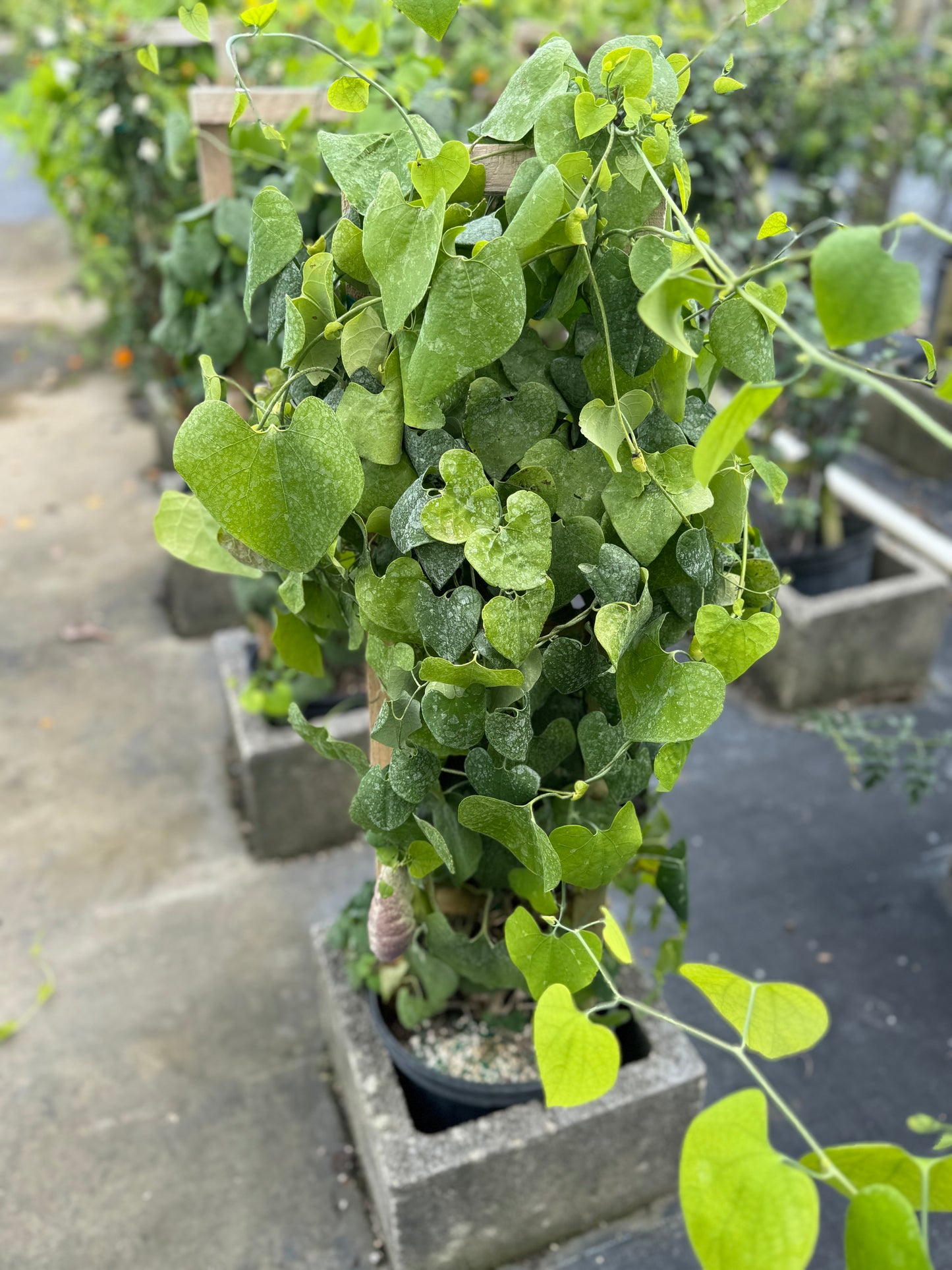 ARISTOCHIA PLANT BEAUTIFUL AND RARE PLANT