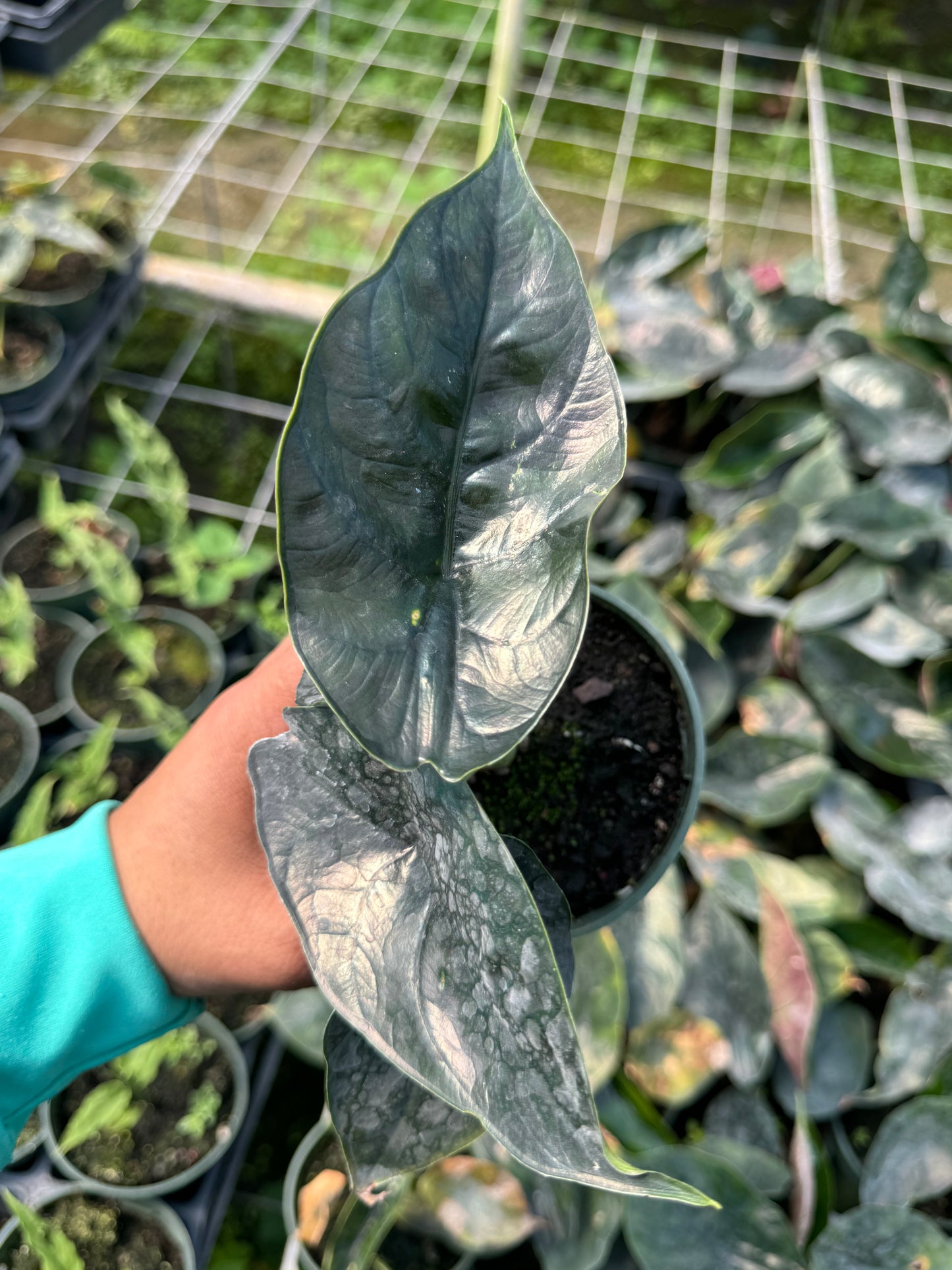 ALOCASIA GREEN UNIKORN AZLANI X DRAGON SCALE HYBRID 4”