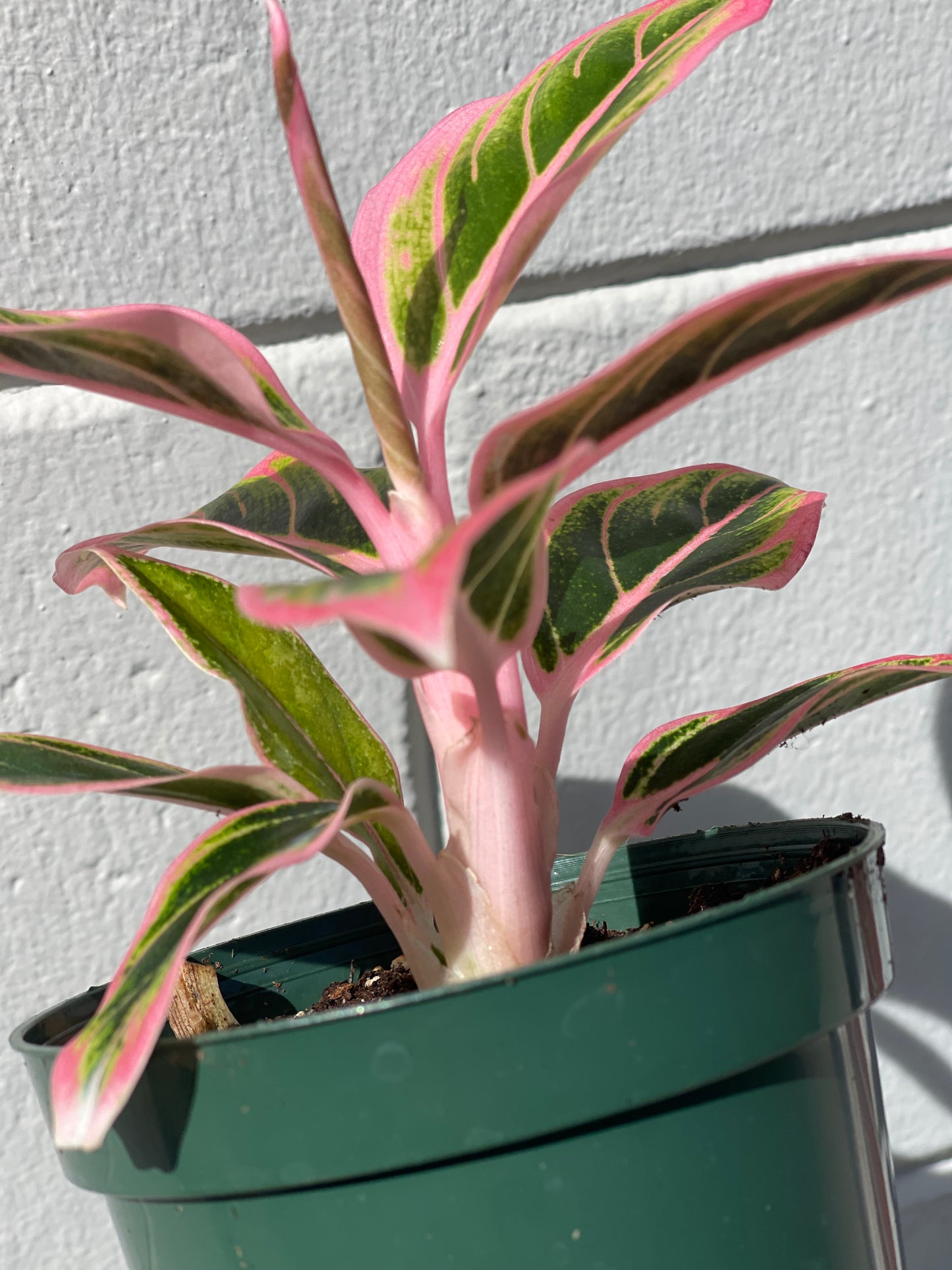 AGLAONEMA LOTUS DELIGHT 4”