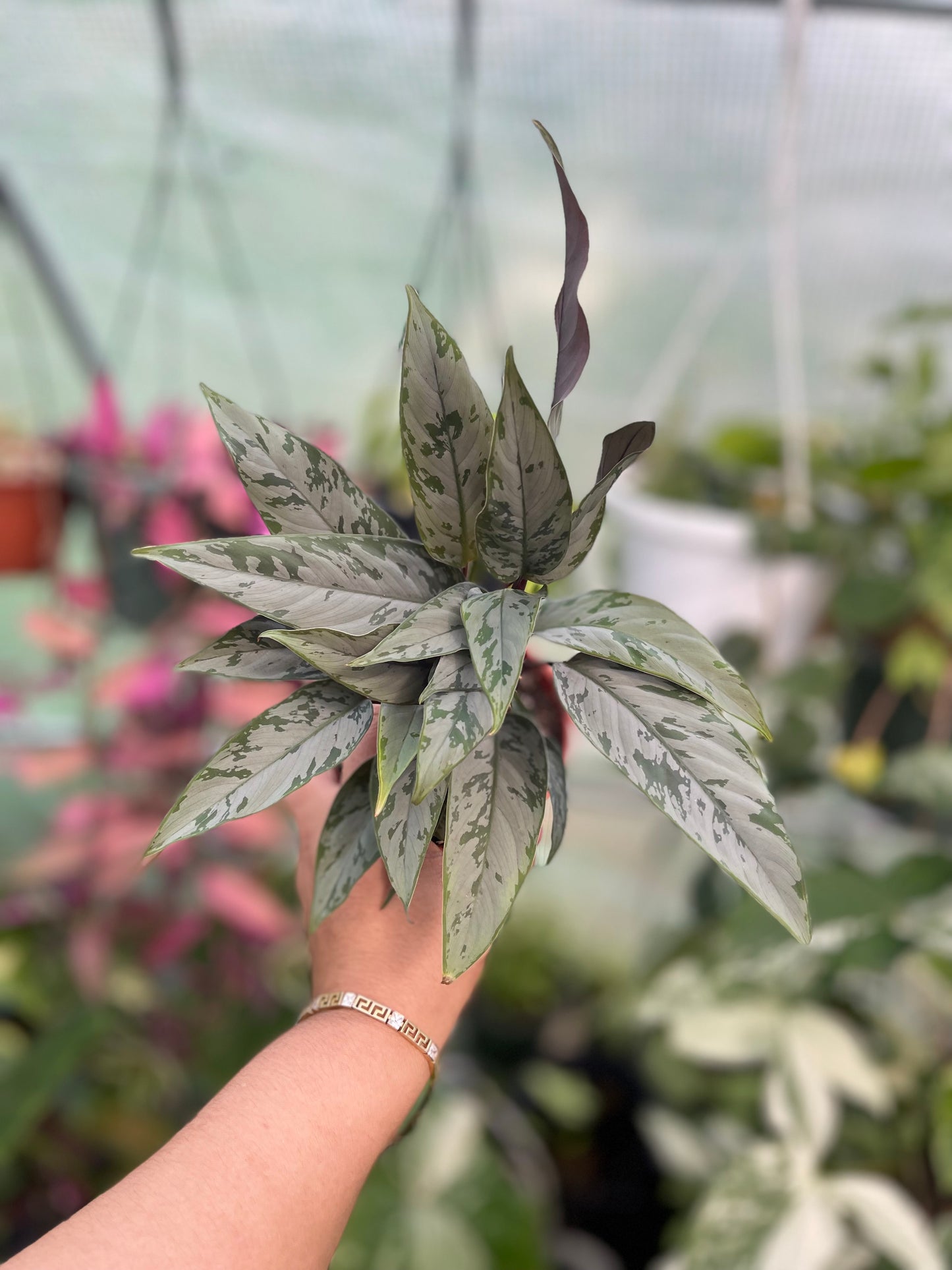 AGLAONEMA SILVER APOBALIS