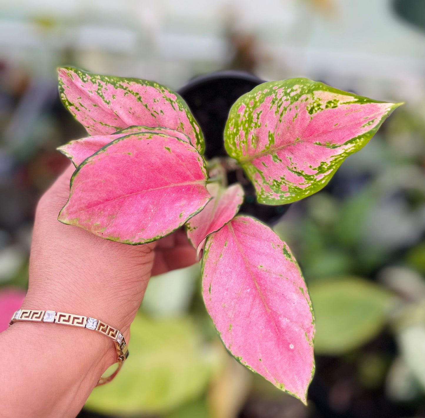 AGLAONEMA LADY PINK