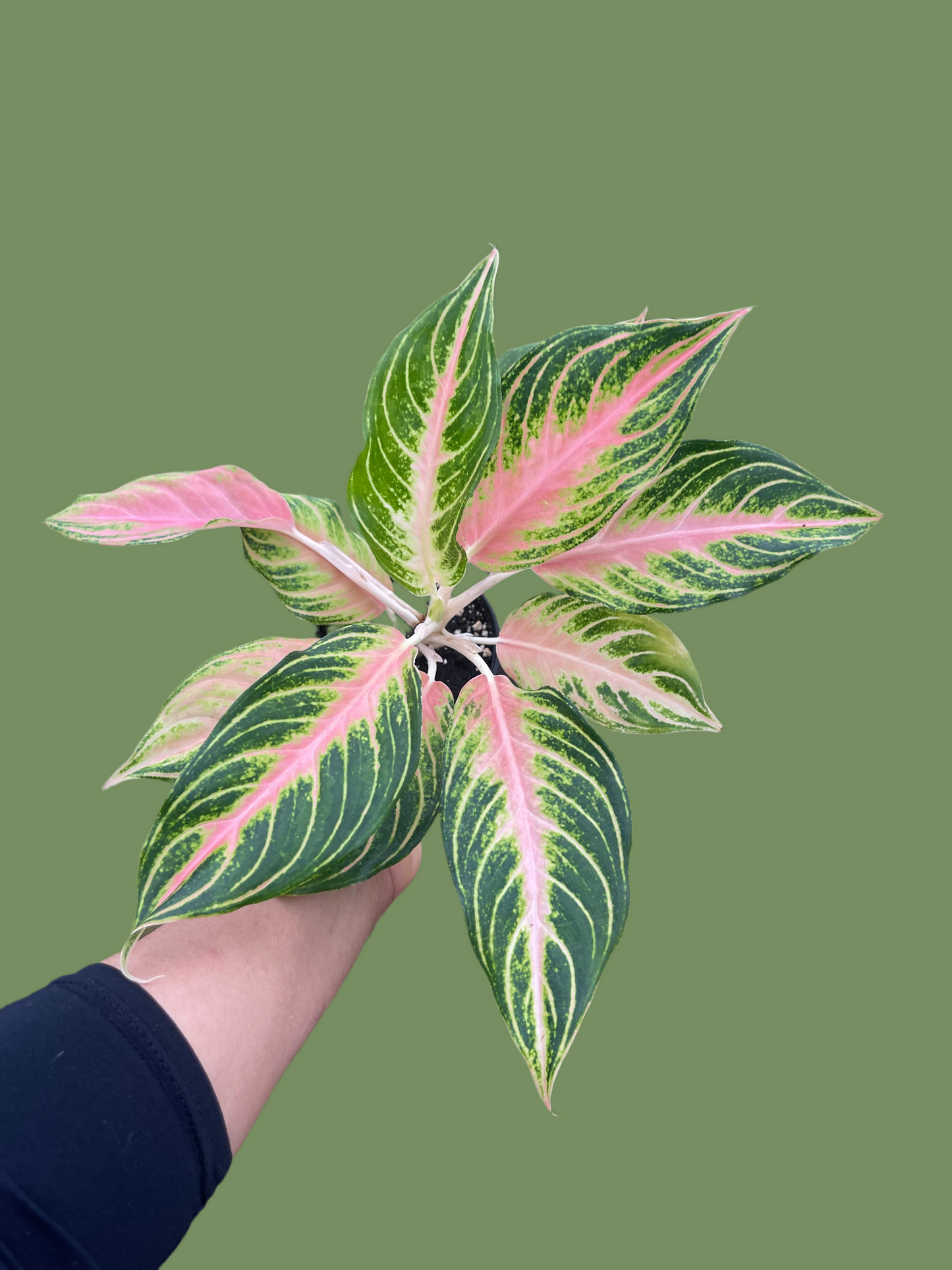 AGLAONEMA PINK PANAMA