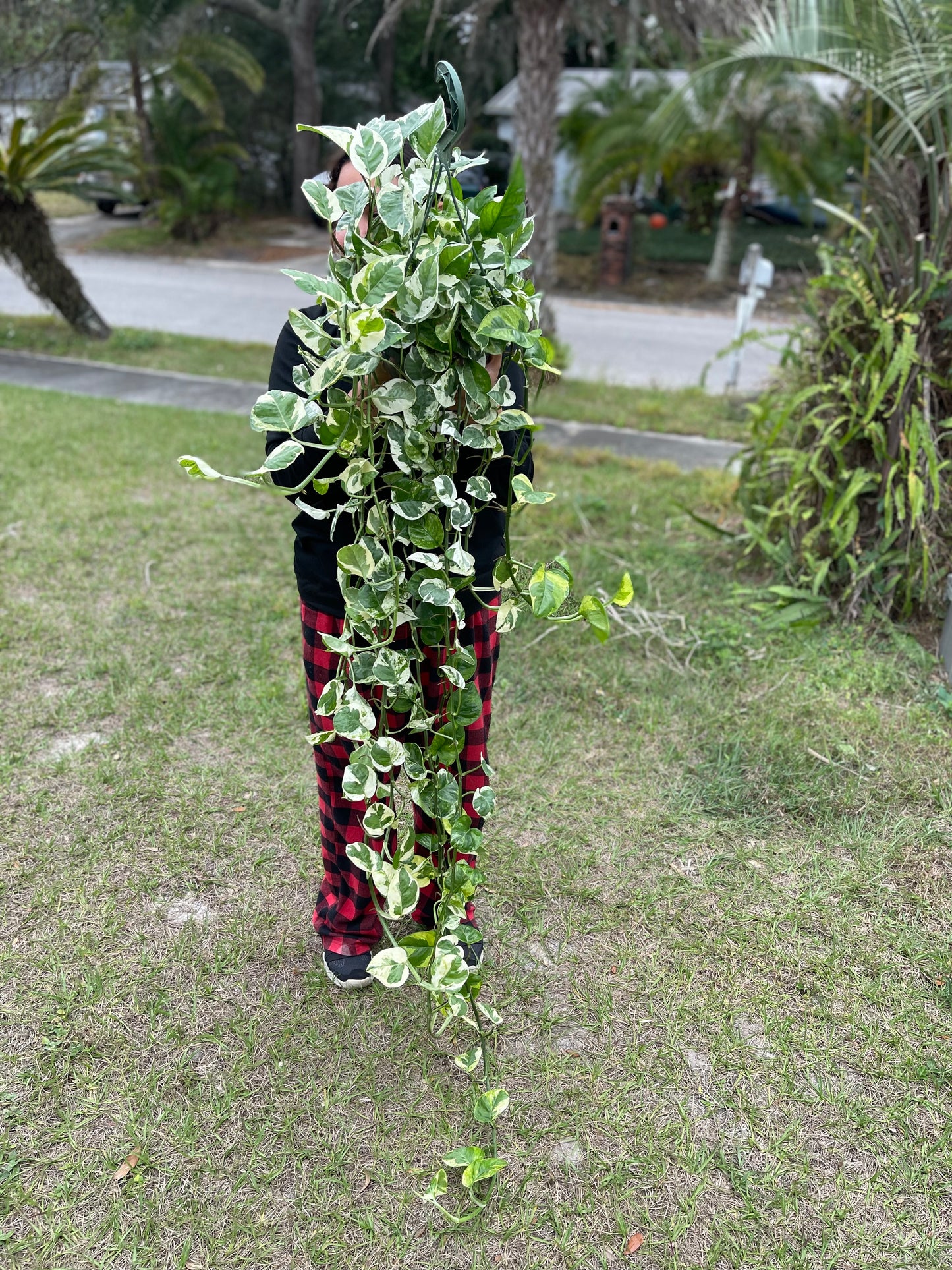 POTHOS NJOY 8”VERY LONG AND FULL POT